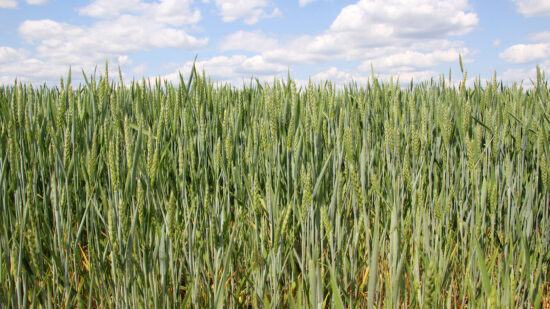 Maximizing Winter Wheat Yield: A Guide for Farmers